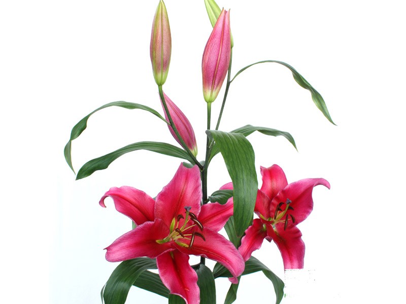 Lilium Or Believe