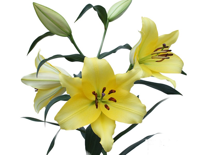 Lilium Or Belladona