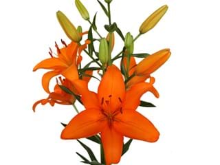 Lilium Az Benfica