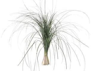 Beargrass
