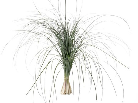 Beargrass