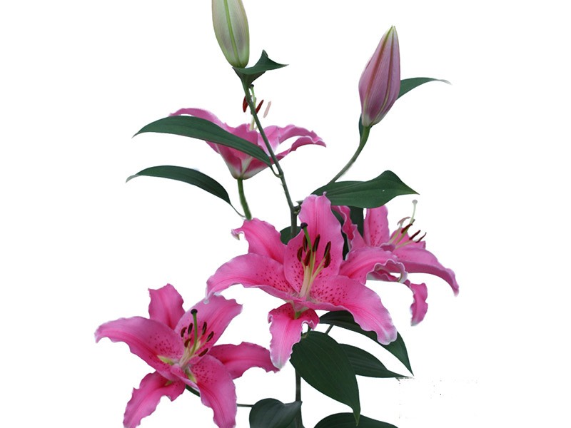 Lilium Or Bernini