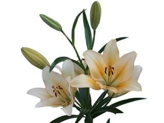 Lilium Az Best Sller