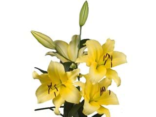 Lilium Or Biaritz