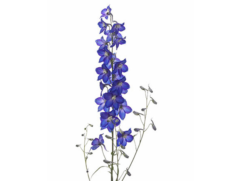 Delphinium Blue Saffier