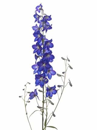 Delphinium Blue Saffier