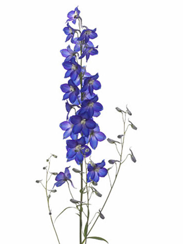 Delphinium Blue Saffier