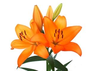 Lilium Az Borgate
