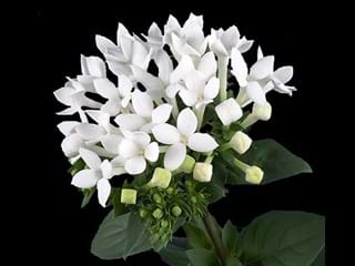 Bouvardia Diamont White