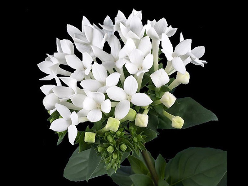 Βουβάρδια Diamont White