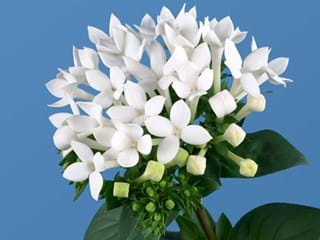 Βουβάρδια Royal Daphne White