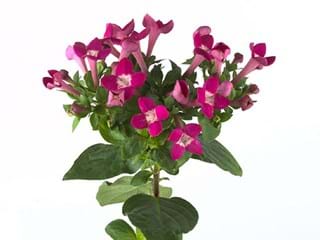 Bouvardia Royal Daphne