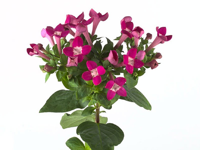 Bouvardia Royal Daphne