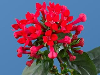 Bouvardia Roayal Red