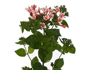 Bouvardia Royal Roza