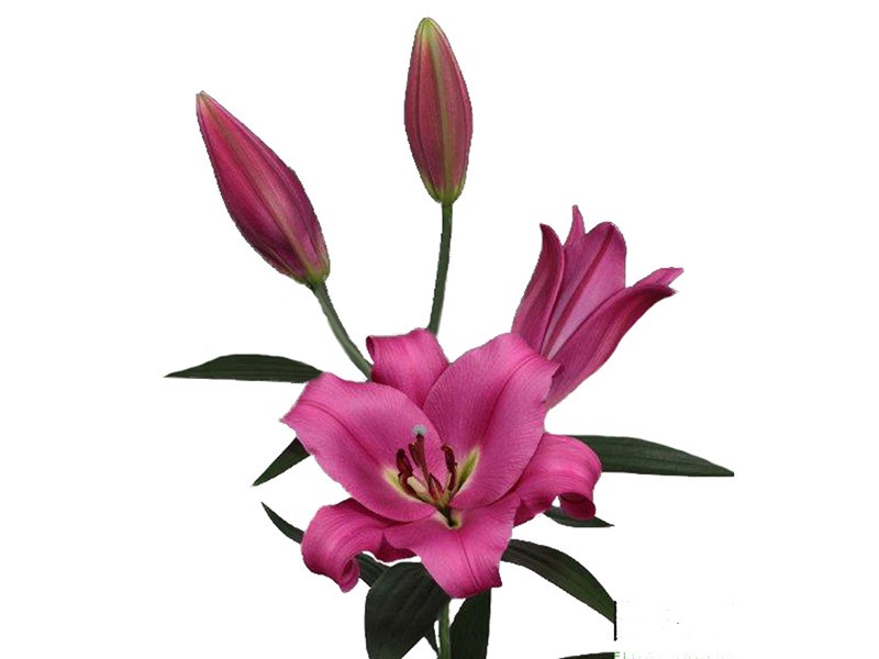 Lilium Or Bowmore