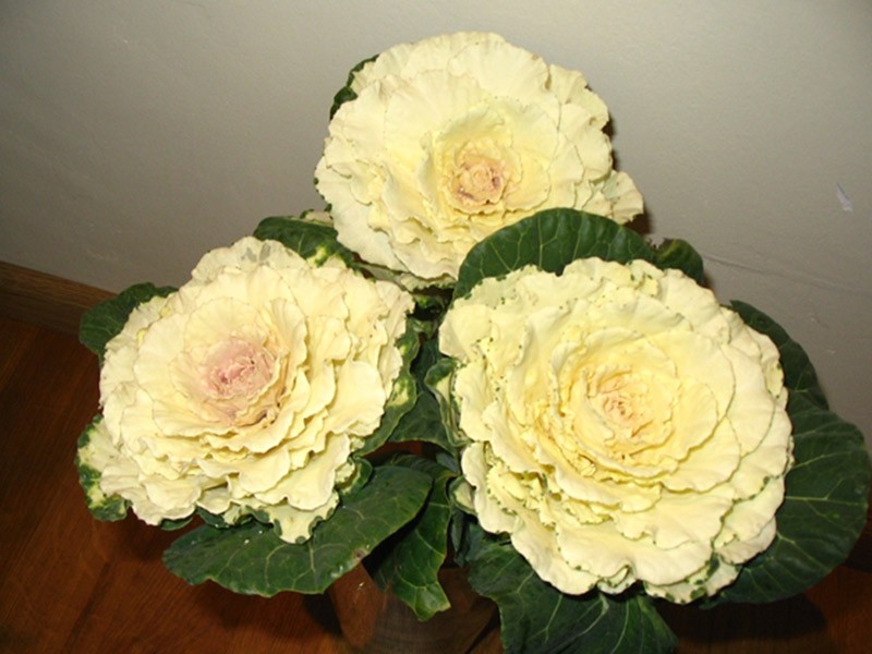 Brassica Anchutka