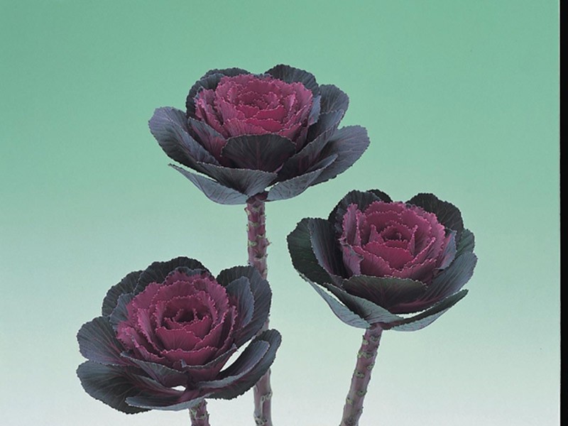Brassica Crane Rose