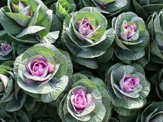 Brassica Crane Green