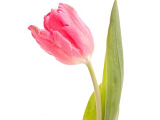 Τουλίπες Bright Pink