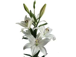 Lilium Az Bright Diamont