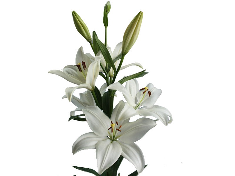 Lilium Az Bright Diamont