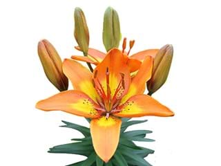 Lilium Or Bright Joy