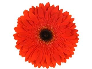 Ζέρμπερες Brillantino