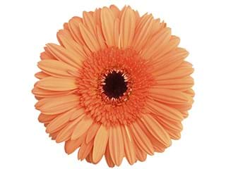 Ζέρμπερες Bueana