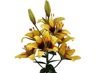 Lilium Az Bumblebee