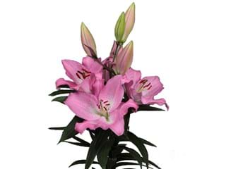 Lilium Or Burana