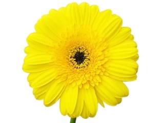 Ζέρμπερες Cabana