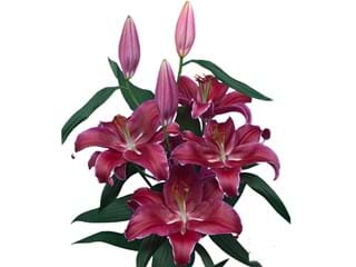 Lilium Or Cadenza