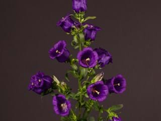 Καμπανούλα Blue