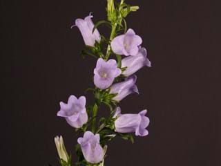Καμπανούλα Lavender