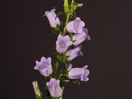 Καμπανούλα Lavender