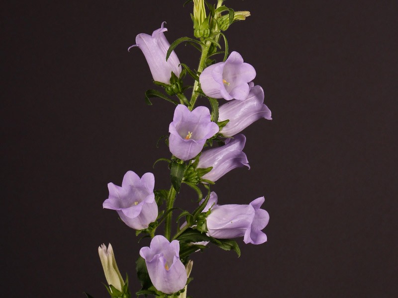 Καμπανούλα Lavender