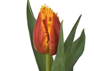 Τουλίπες Canary