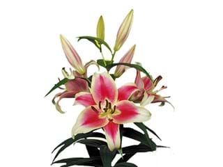 Lilium Or Candy Club