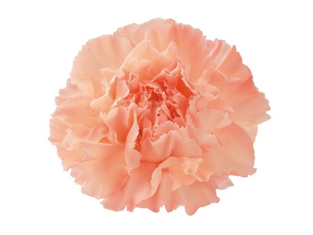Γαρύφαλλα Candy Pink