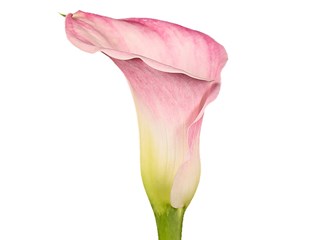 Zantedeschia Captain Alma