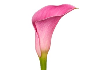 Zantedeschia Captain Arosa