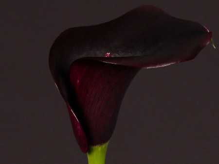 Zantedeschia Captain Carrera