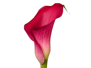 Zantedeschia Captain Cheerio