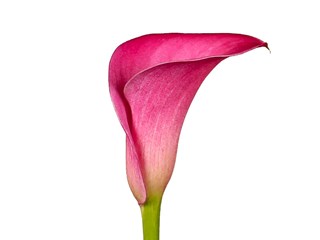Zantedeschia Captain Fargo