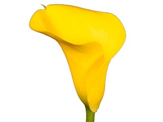 Zantedeschia Captain Goldwin
