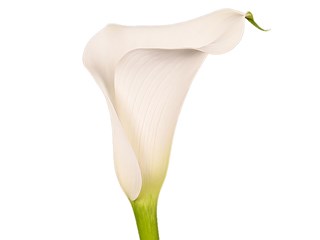 Zantedeschia Captain Kelso