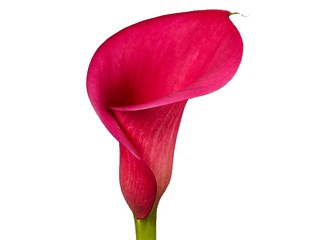 Zantedeschia Captain Linda