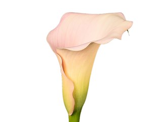 Zantedeschia Captain Melrose