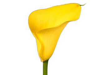Zantedeschia Captain Memphis